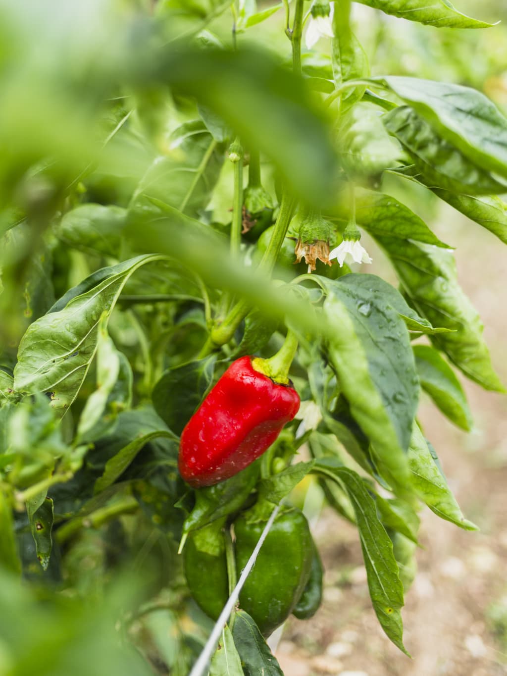 menjar de proximitat