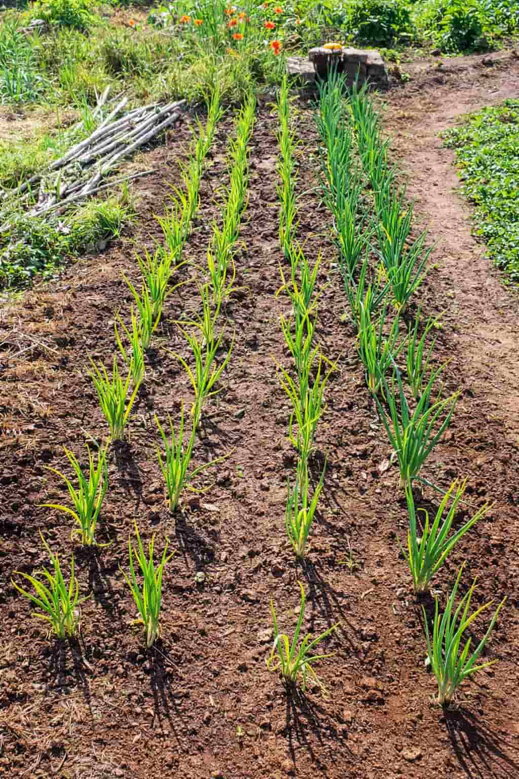 verdura de proximitat